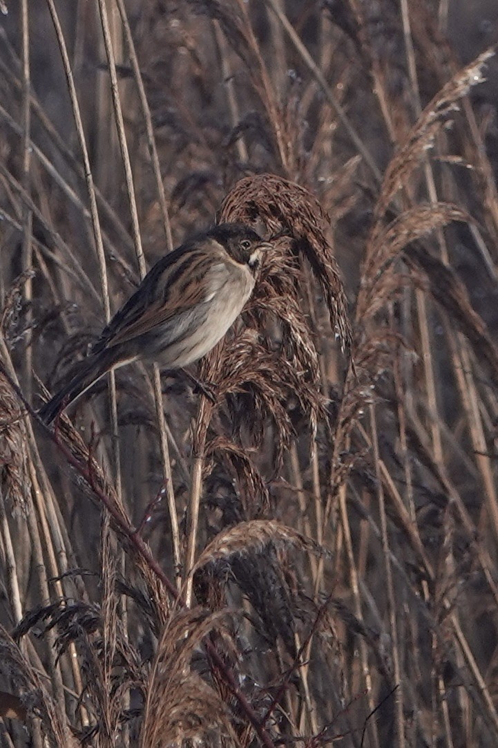 蘆鵐 - ML646847521