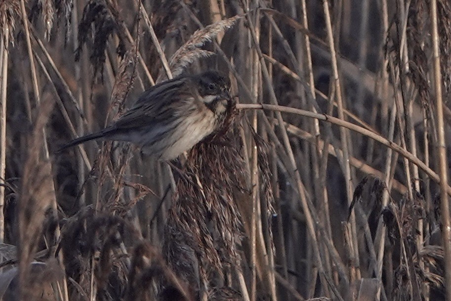 蘆鵐 - ML646847522