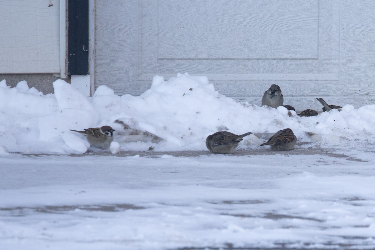 pilfink - ML646847523