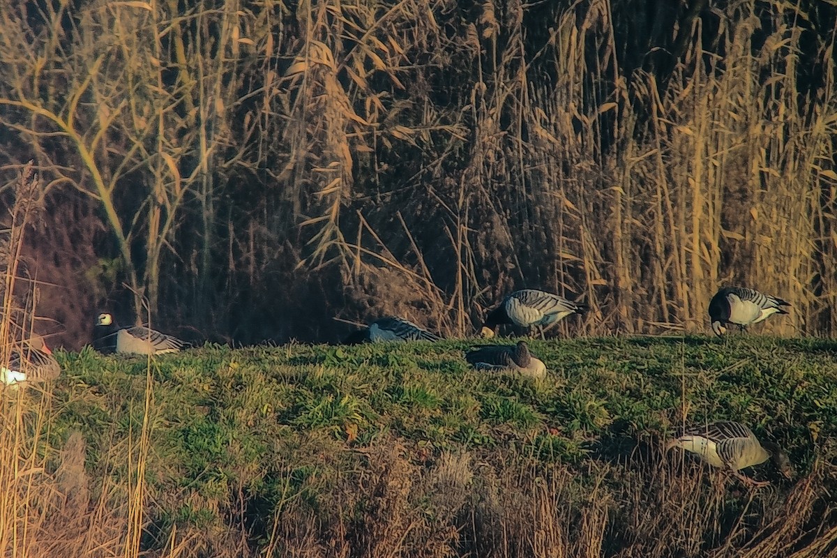 Barnacle Goose - ML646847524