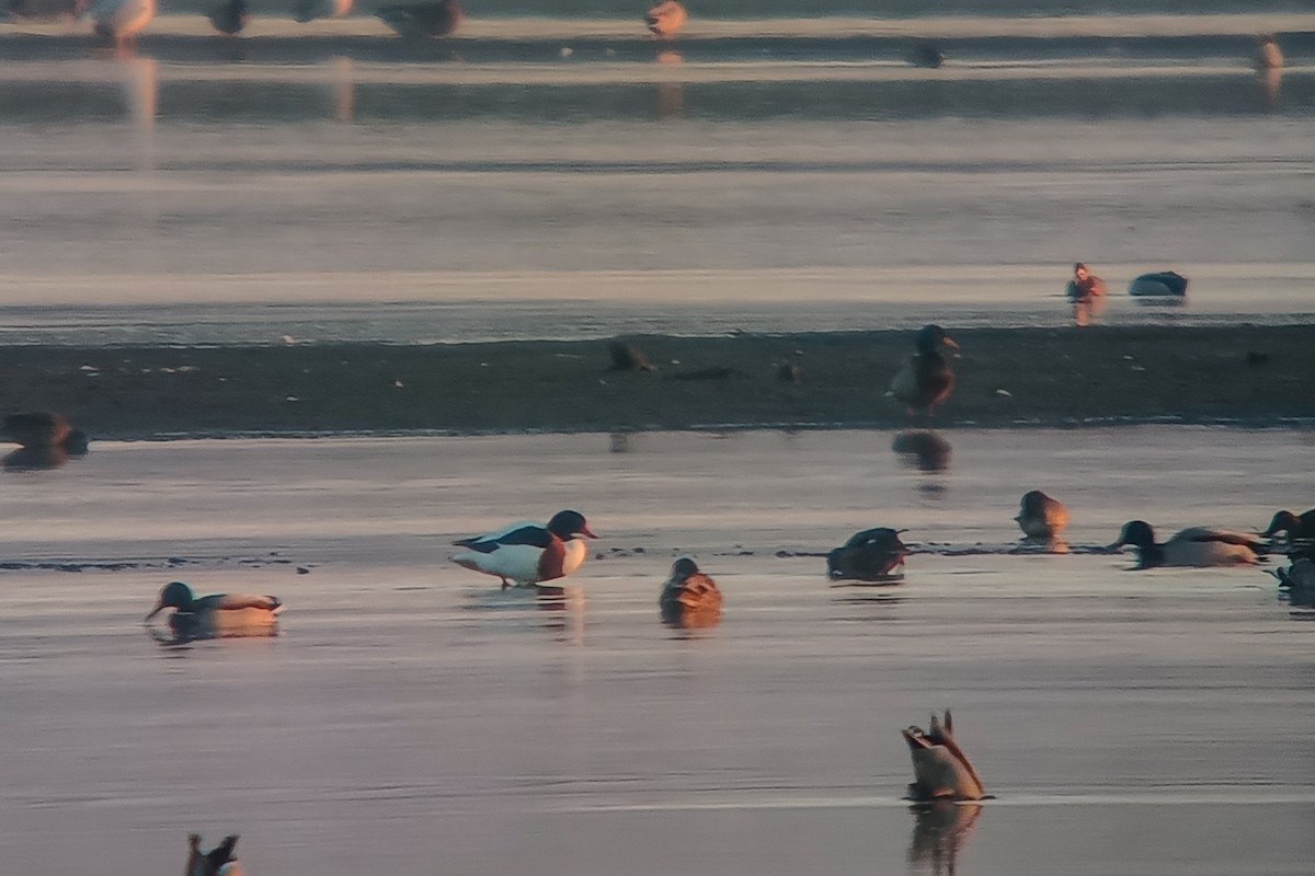 Common Shelduck - ML646847525