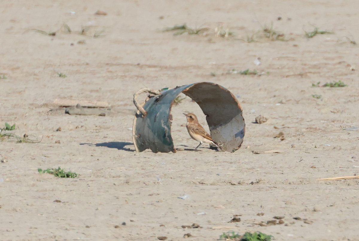 穗䳭 - ML646847532