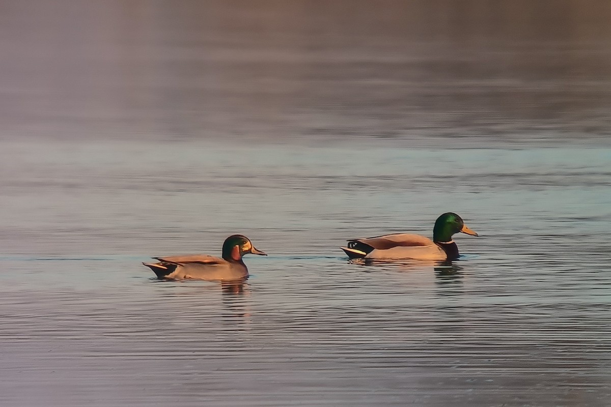 Mallard x Green-winged Teal (hybrid) - ML646847535