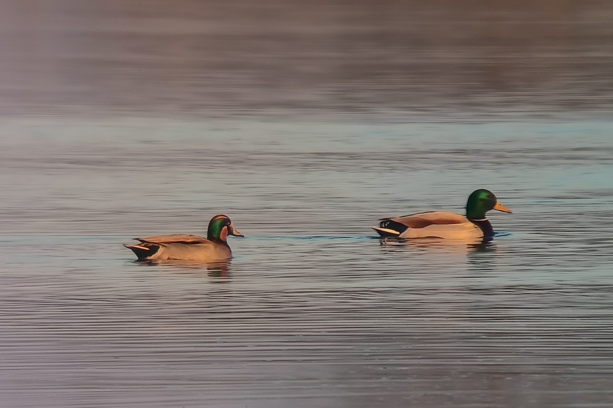 Mallard x Green-winged Teal (hybrid) - ML646847538