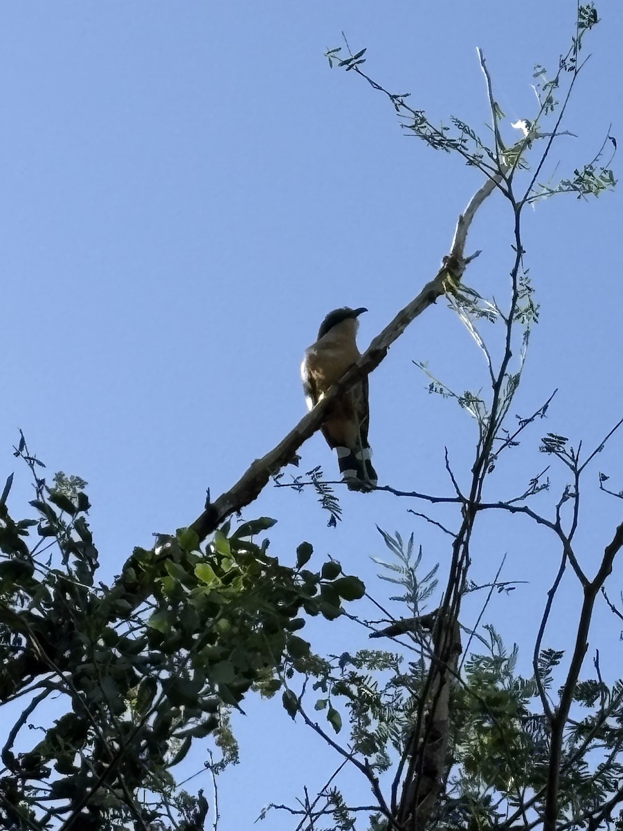 Мангровая пиайя - ML646847540