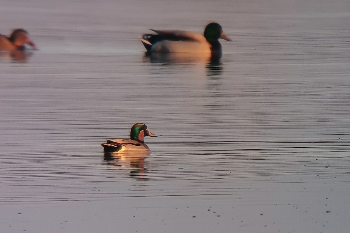 Mallard x Green-winged Teal (hybrid) - ML646847542