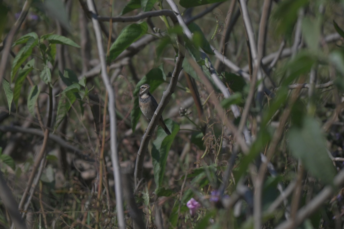 Bluethroat - ML646847543