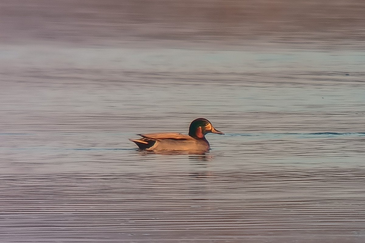Mallard x Green-winged Teal (hybrid) - ML646847545