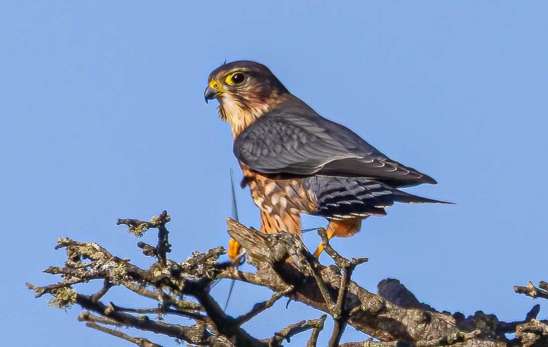 Faucon émerillon - ML646847546