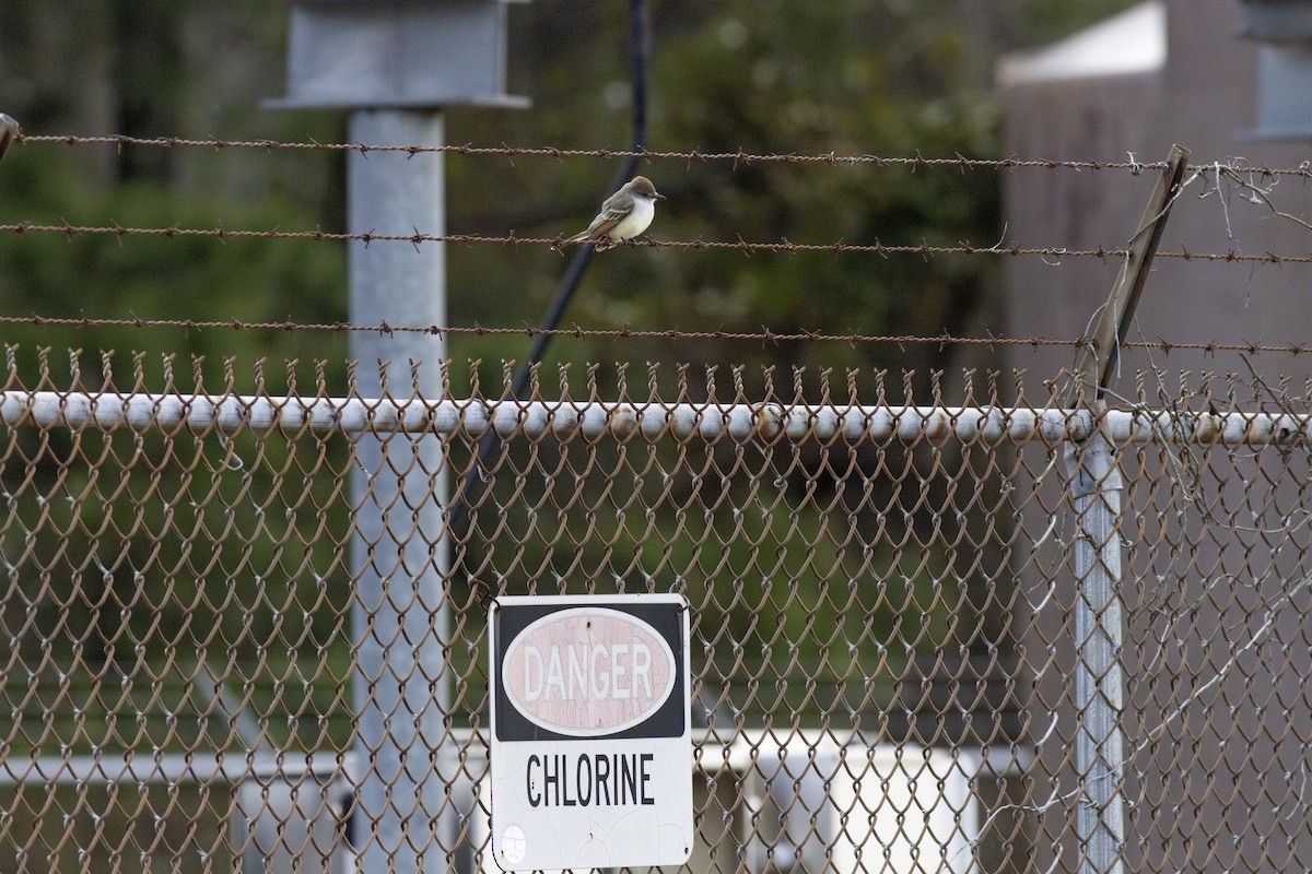 Ash-throated Flycatcher - ML646847547