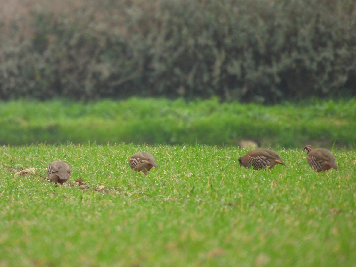 Pernice rossa - ML646847548