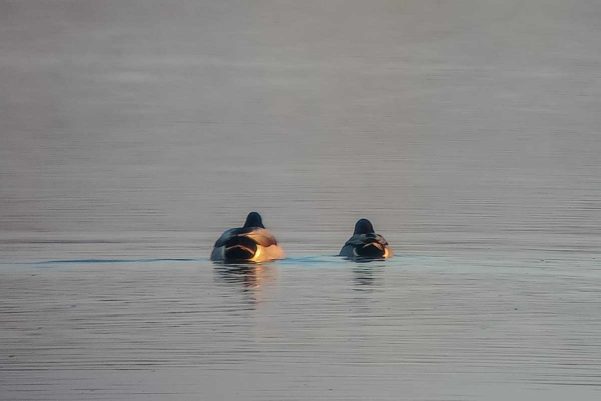 Mallard x Green-winged Teal (hybrid) - ML646847549