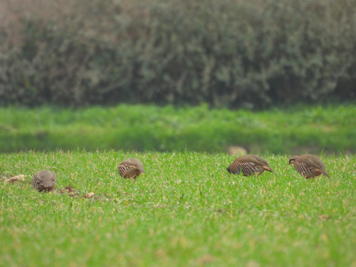 Pernice rossa - ML646847550