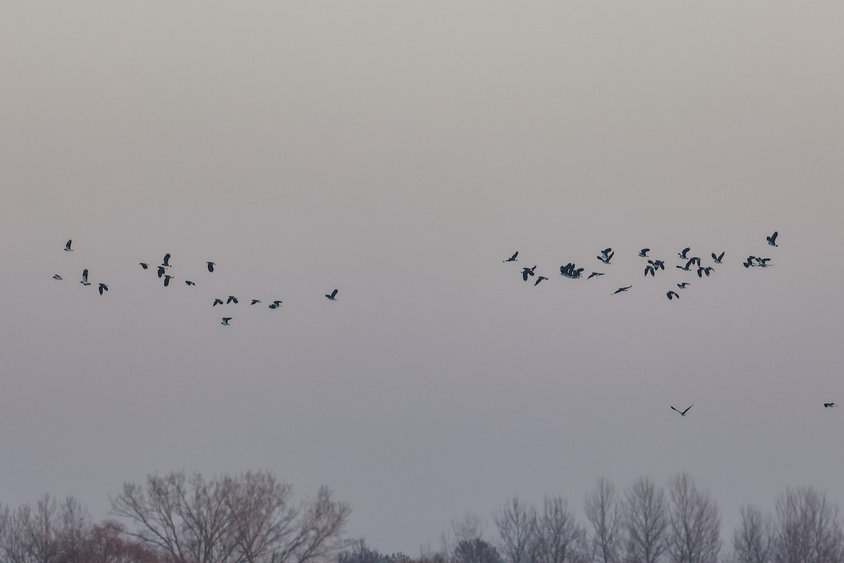 Northern Lapwing - ML646847552
