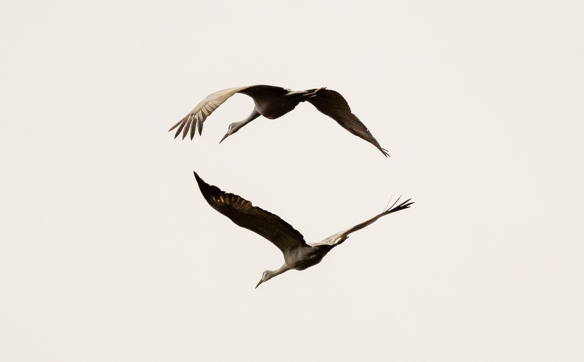 Grulla Canadiense - ML646847558