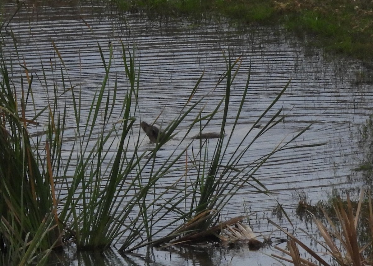 Eurasian Otter - ML646847563