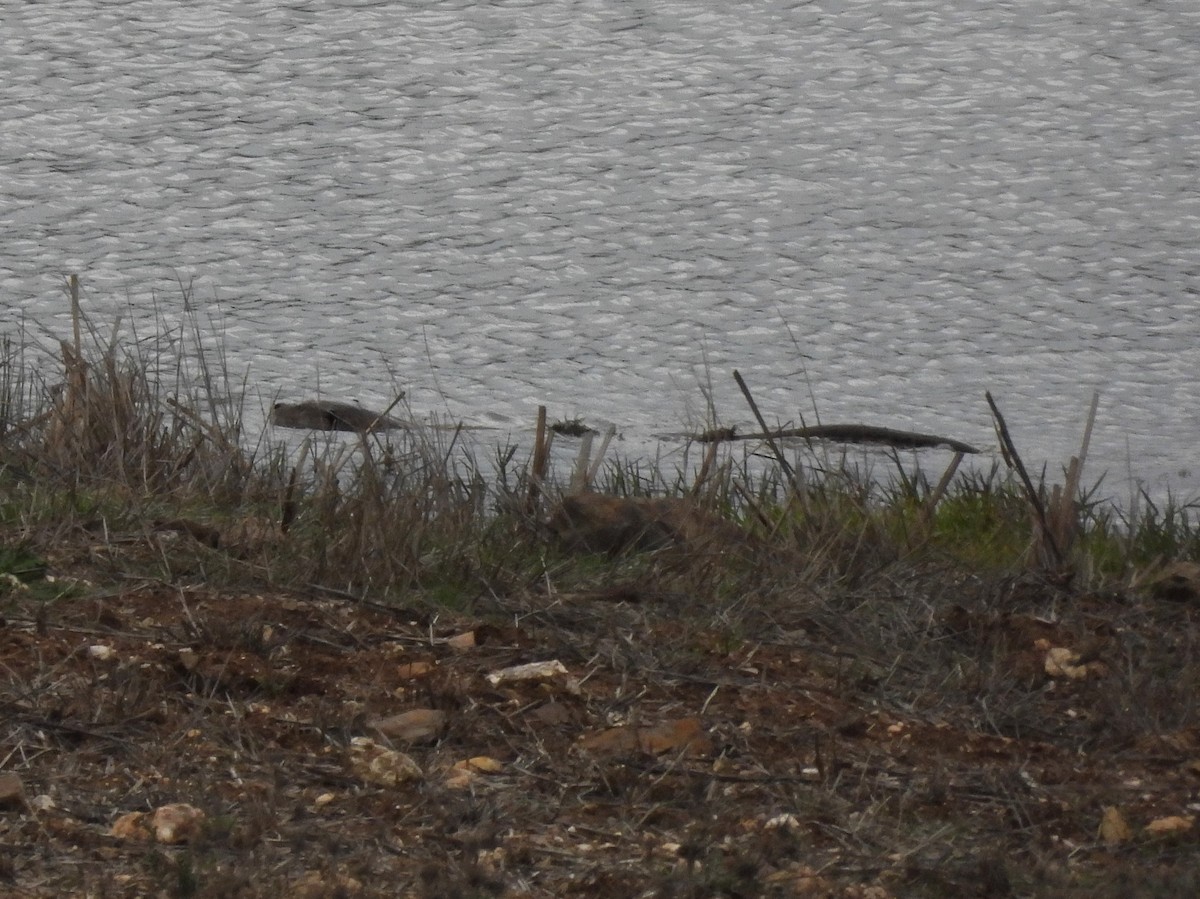 Eurasian Otter - ML646847567