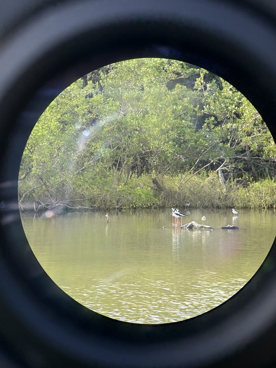 Black-necked Stilt - ML646847568