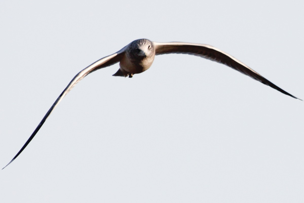 Common Gull - ML646847569