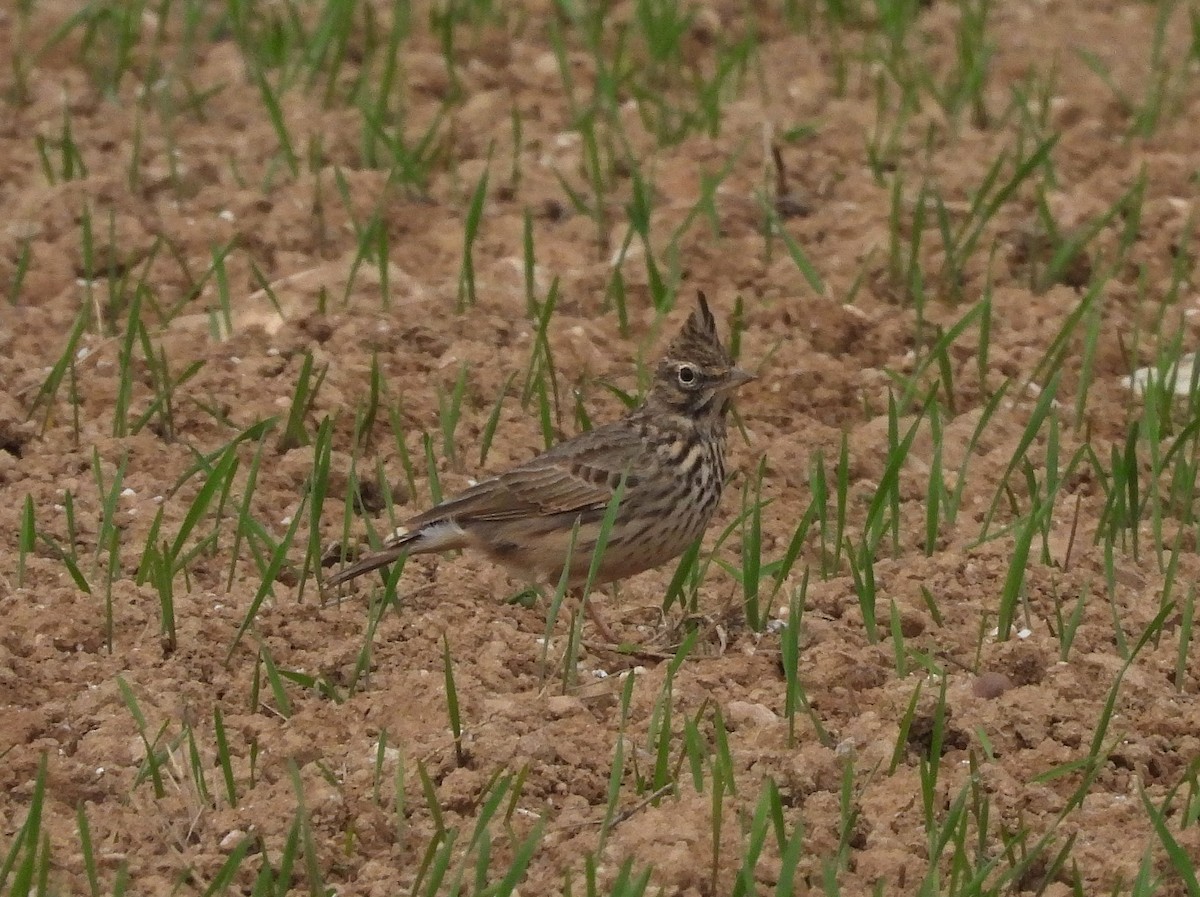 Thekla's Lark - ML646847574