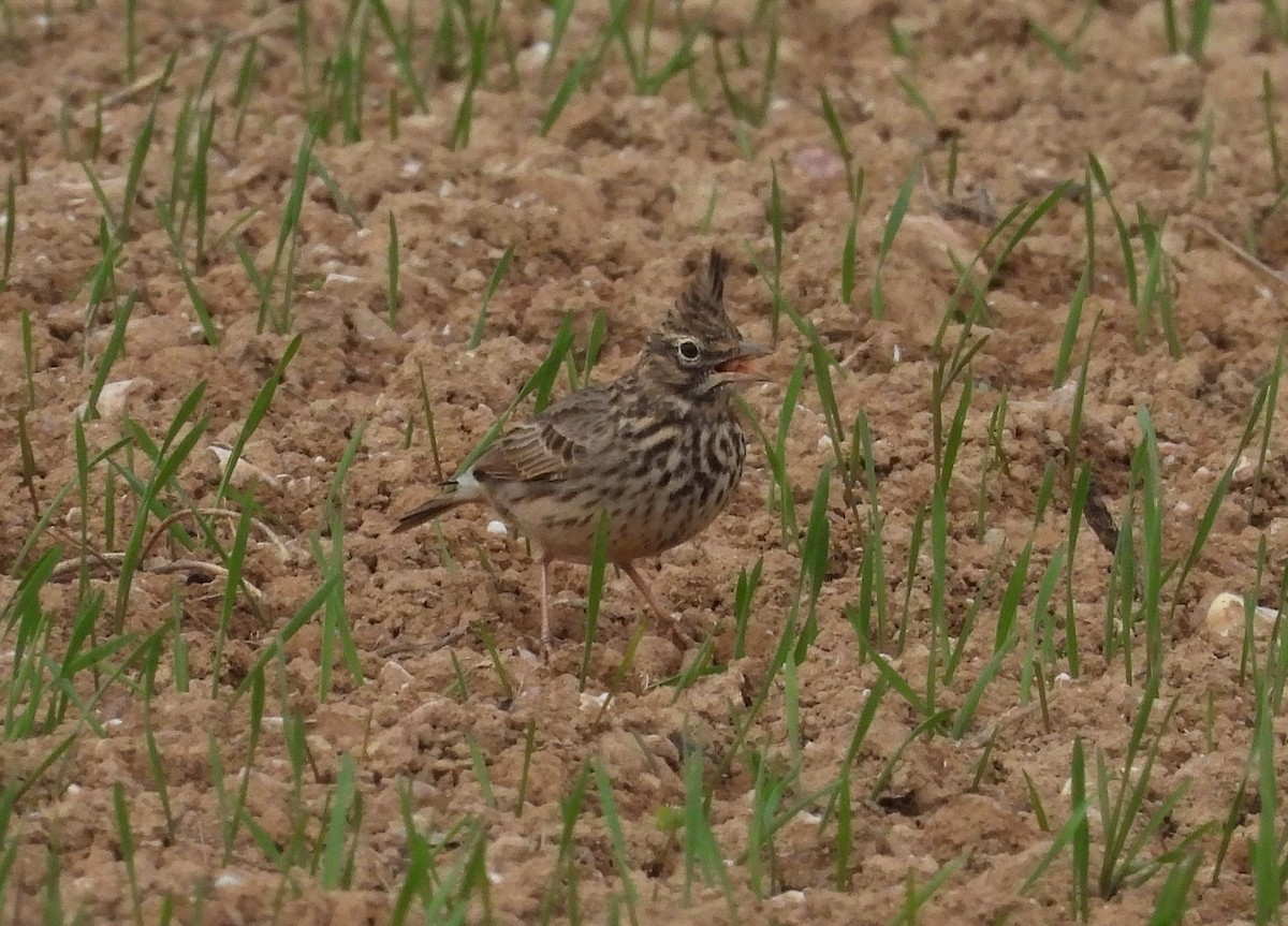 Thekla's Lark - ML646847580