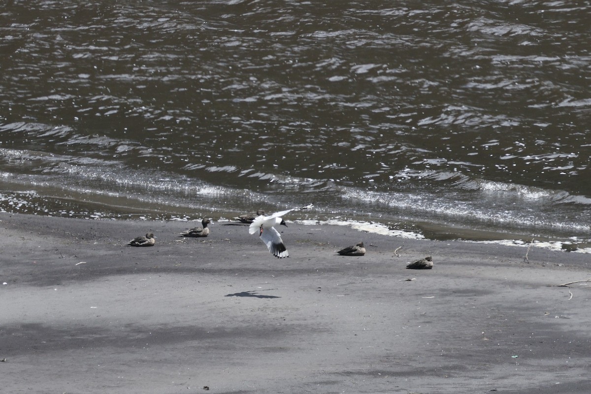 Andean Teal - ML646847581