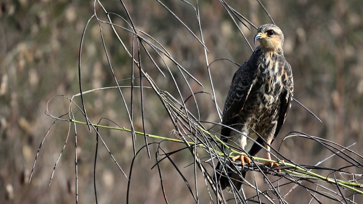 Snail Kite - ML646847582