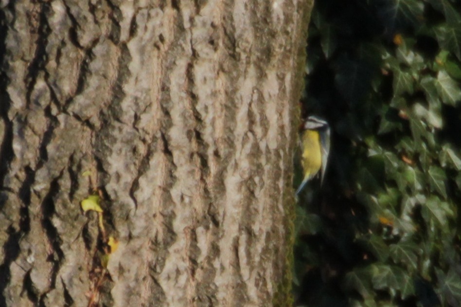 Eurasian Blue Tit - ML646847586