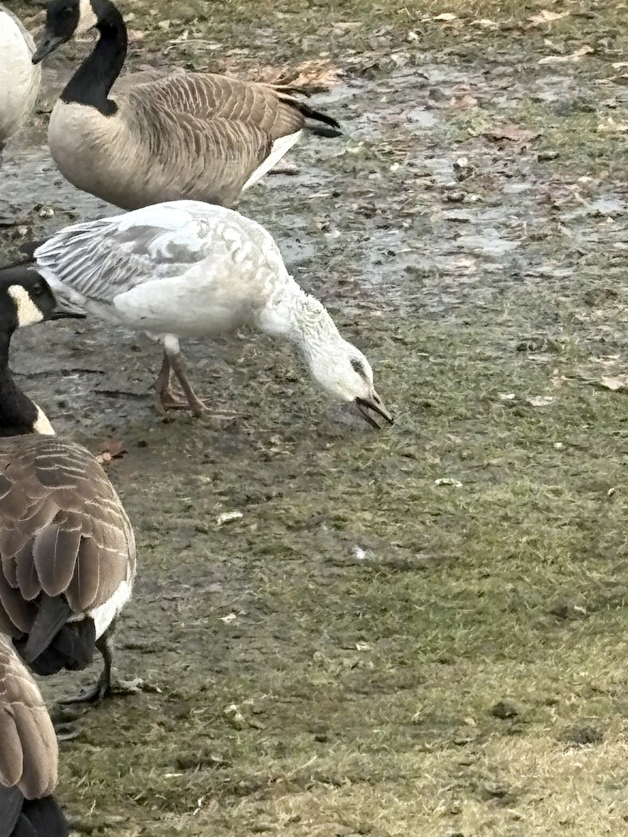 ハクガン - ML646847590