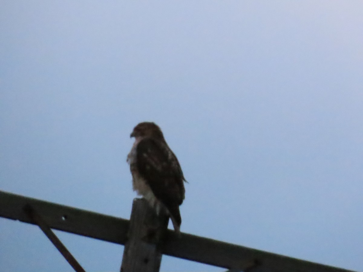Red-tailed Hawk - ML646847592