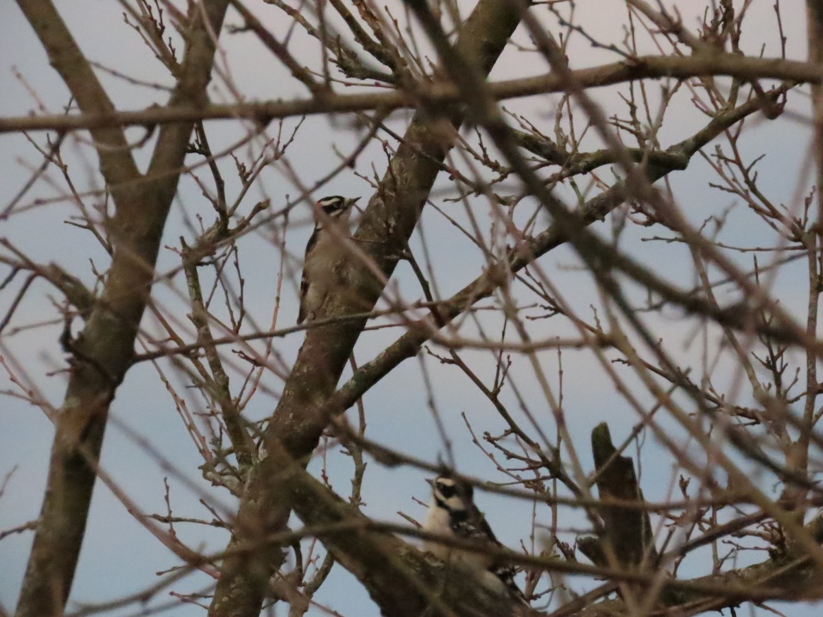 Downy Woodpecker - ML646847596