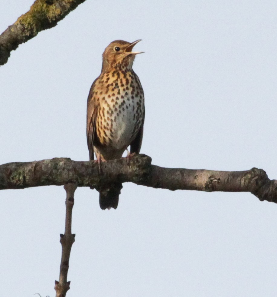 Song Thrush - ML646847599