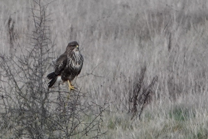 עקב חורף - ML646847600