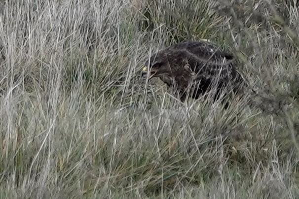 עקב חורף - ML646847601