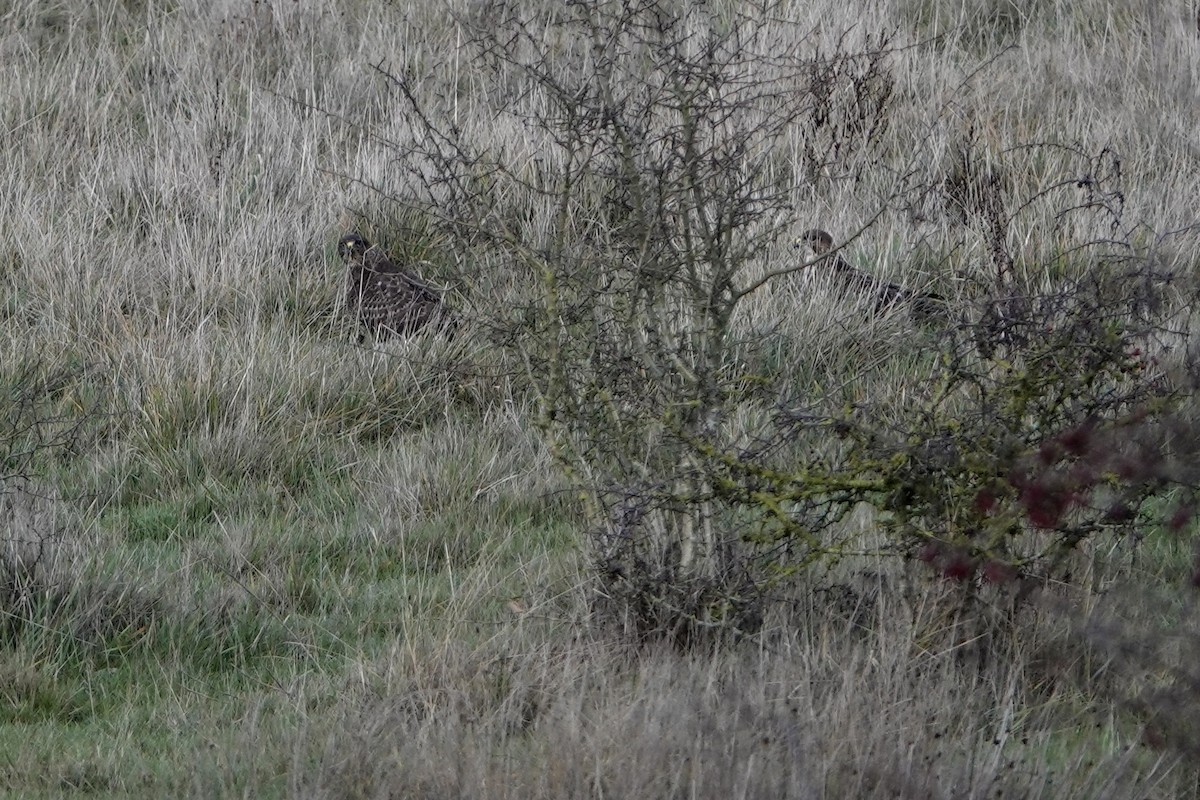 עקב חורף - ML646847602