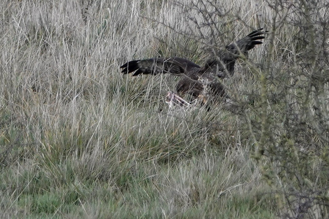 עקב חורף - ML646847603