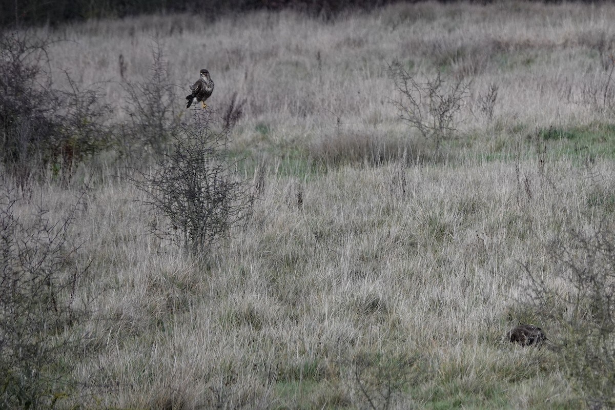 עקב חורף - ML646847604