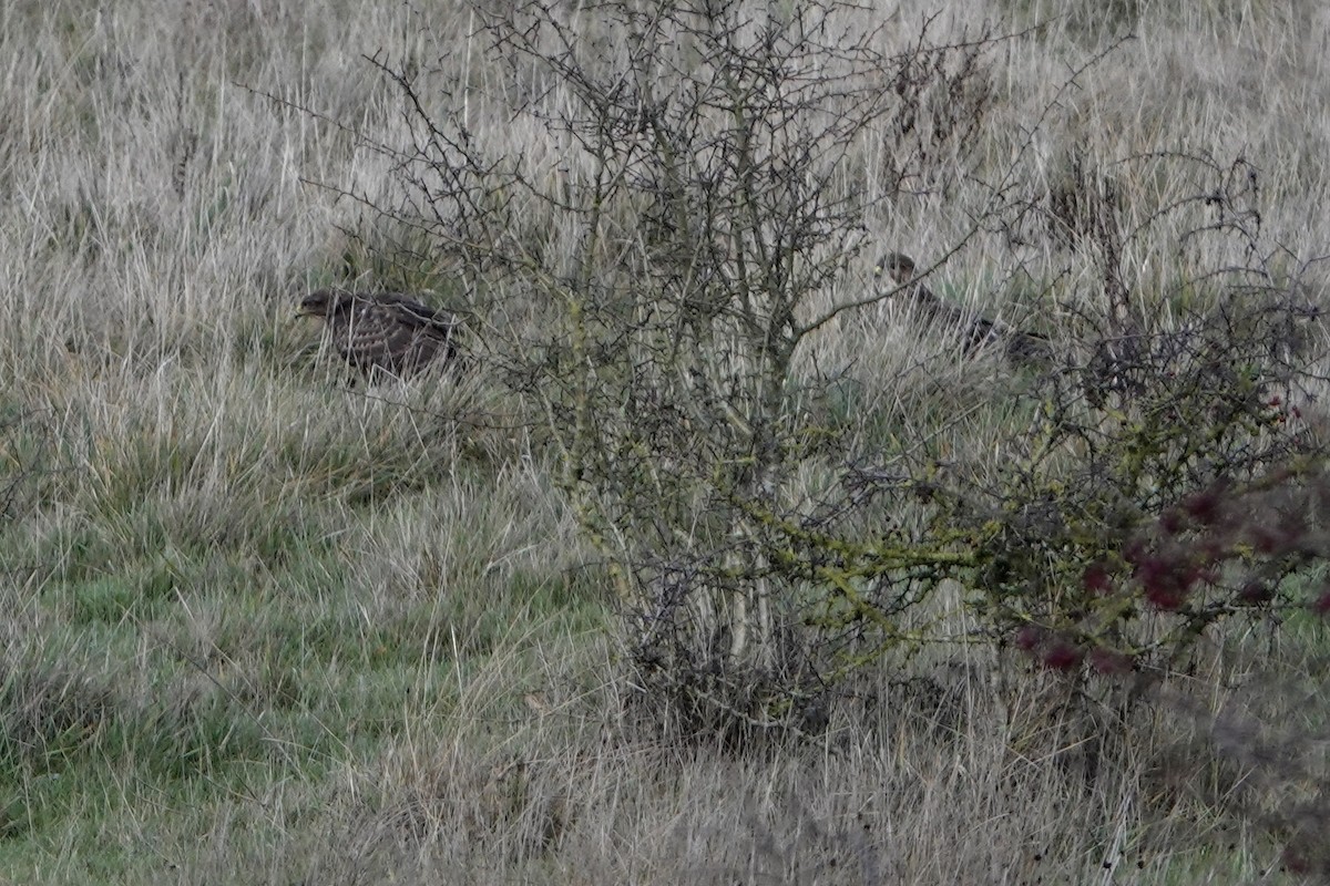 עקב חורף - ML646847605