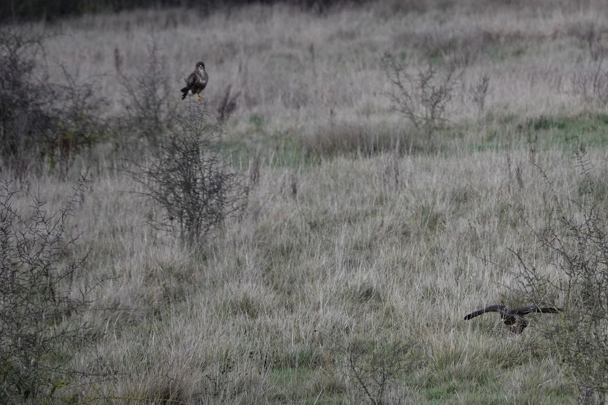 עקב חורף - ML646847606