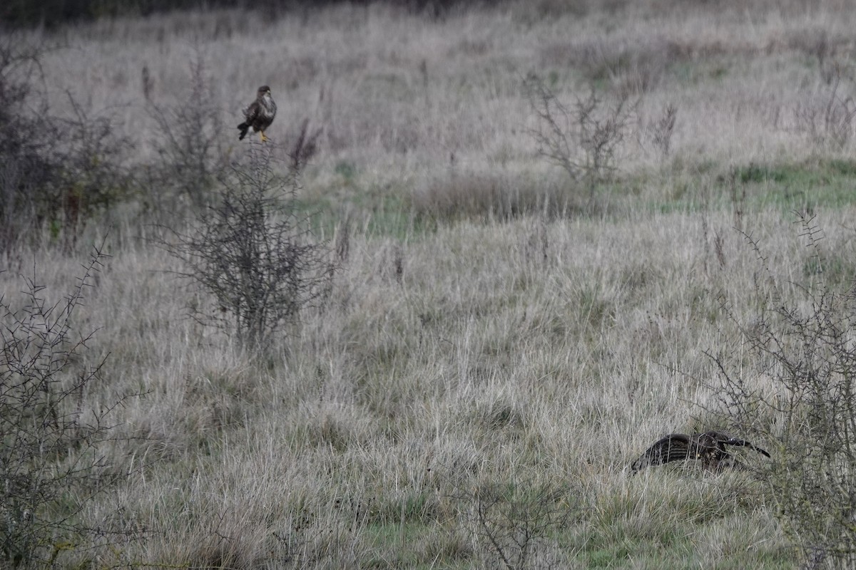 עקב חורף - ML646847607