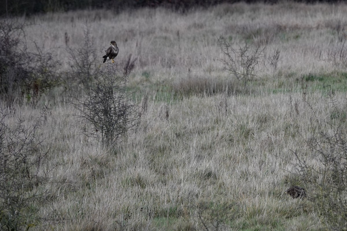 עקב חורף - ML646847608