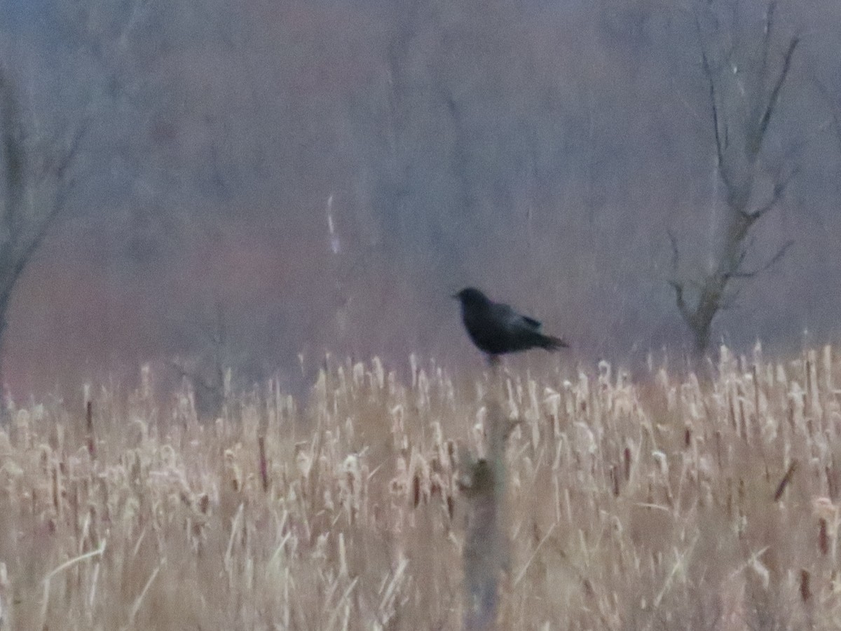 American Crow - ML646847609