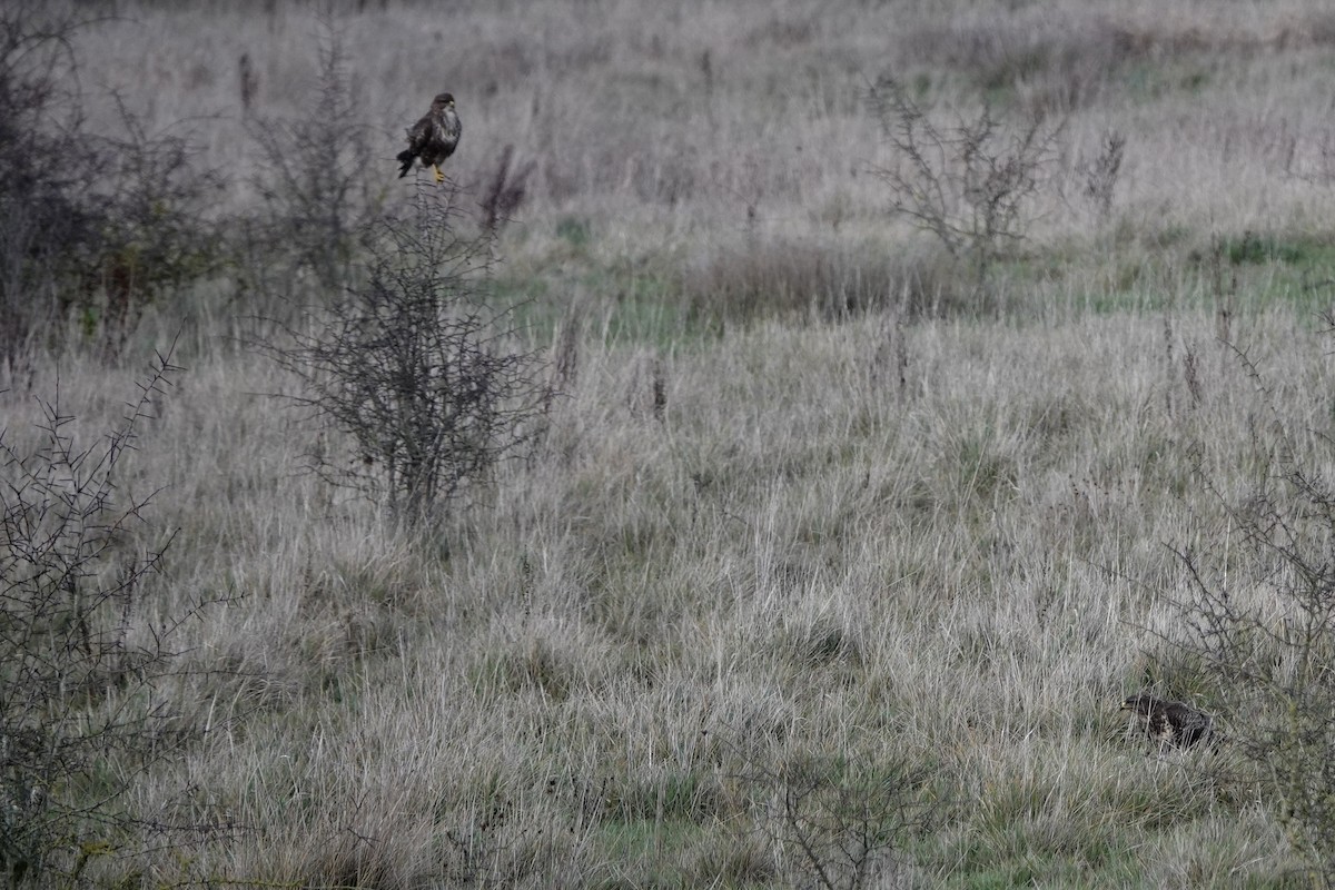 עקב חורף - ML646847610