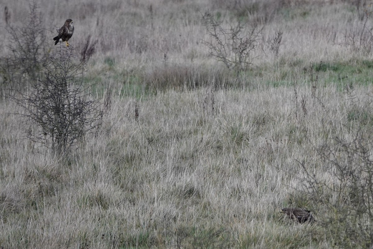 עקב חורף - ML646847611