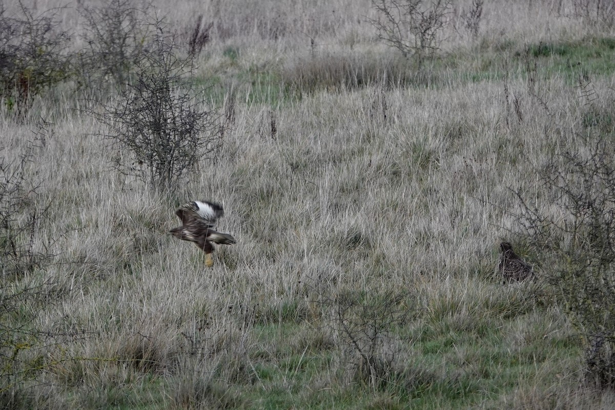 עקב חורף - ML646847612