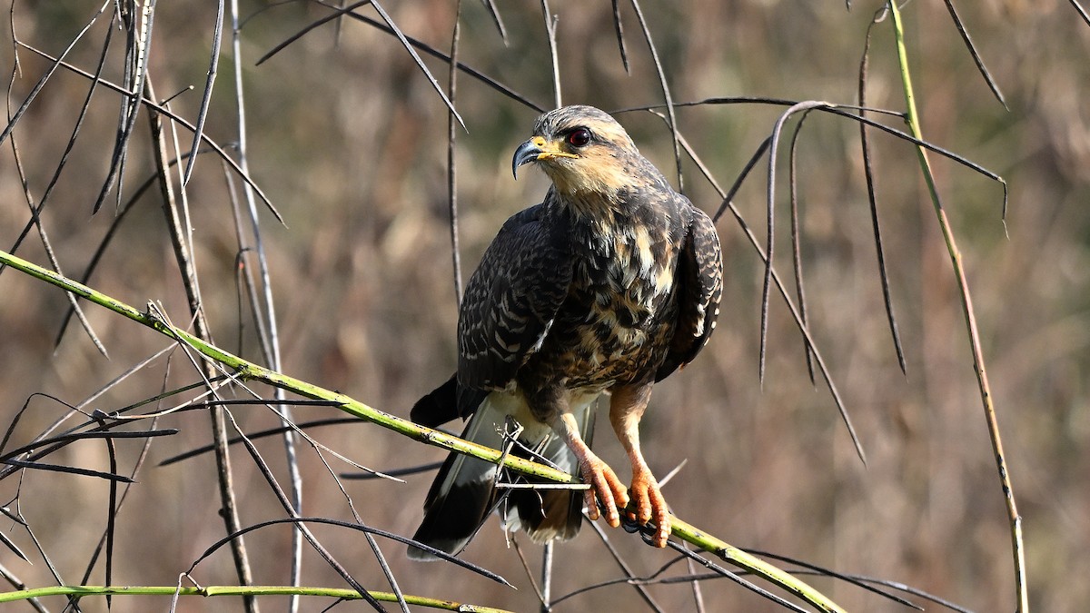 Snail Kite - ML646847613