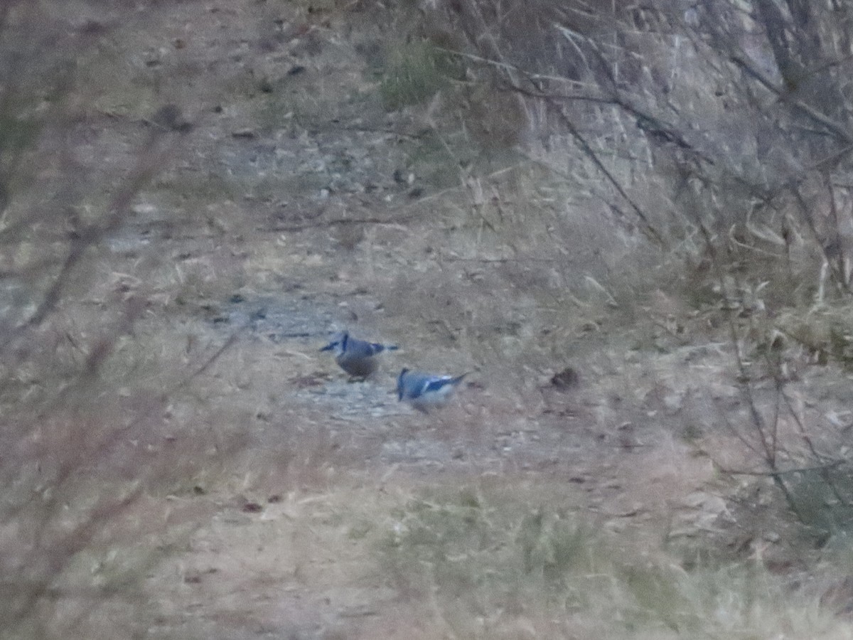 Blue Jay - ML646847614