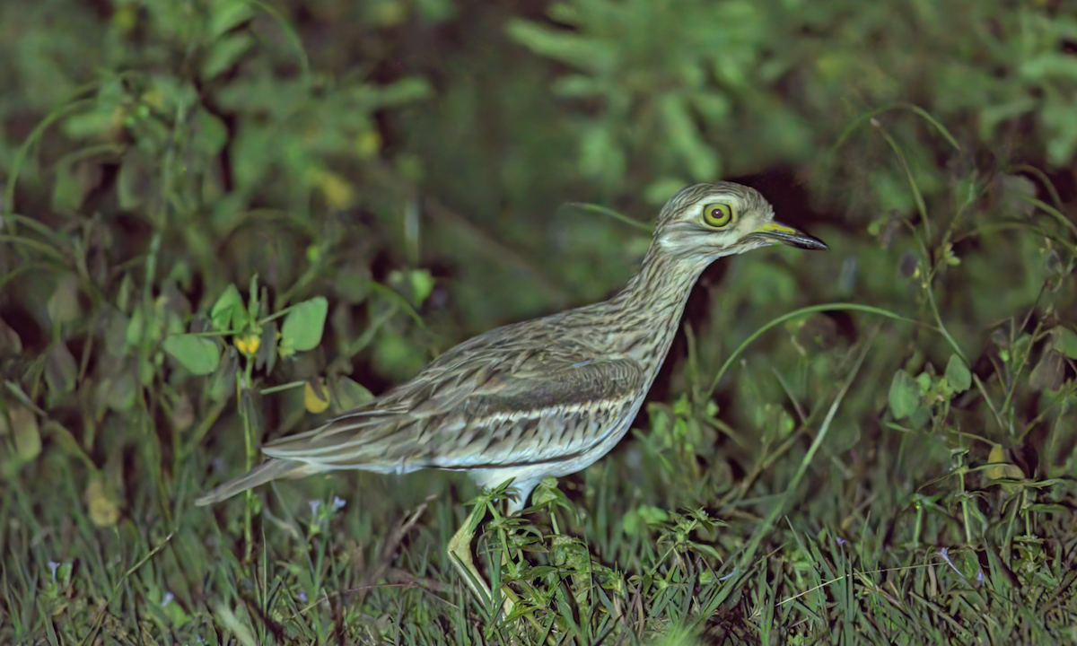 Indian Thick-knee - ML646847615
