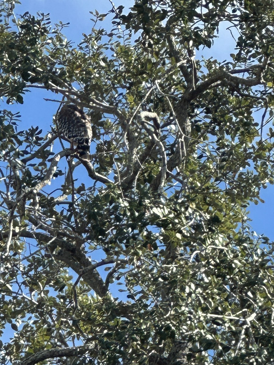 Red-shouldered Hawk - ML646847616