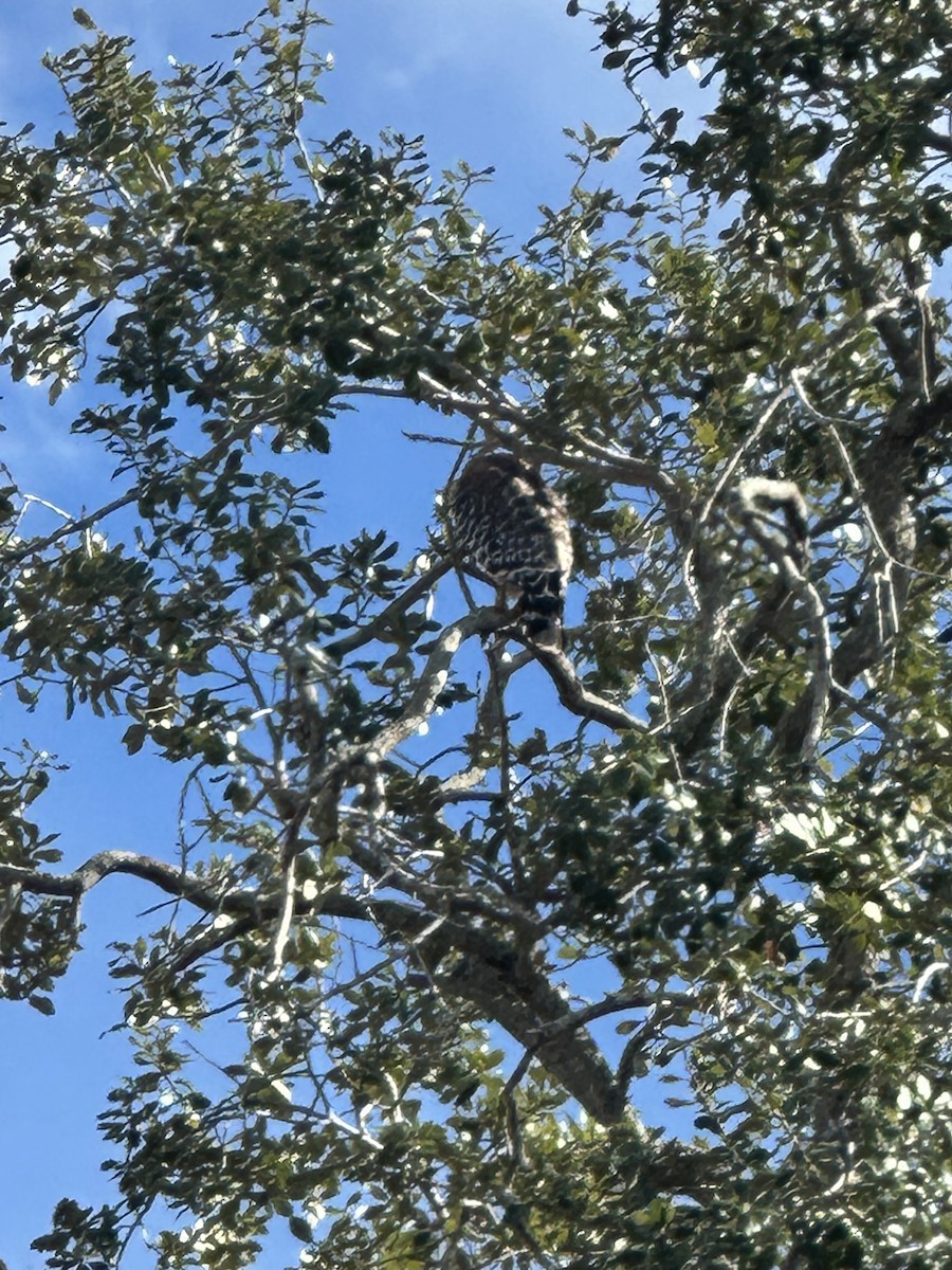 Red-shouldered Hawk - ML646847617